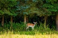 female doe - capreolus capreolus, western roe deer on the meadow in front of the forest min curious look, facing camera