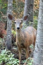 Female doe mule deer in the Rocky Mountains in the western USA Royalty Free Stock Photo