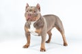 Dog of american bully breed of lilac tri color standing at the white background with serious face