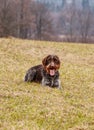 Female dog grin like a Cheshire Cat. Bohemian wire-haired Pointing Griffon lying in grass and waiting on signal for hunt. Dog with