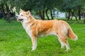 female dog of japanese breed akita inu with white and red fluffy coat standing on green grass