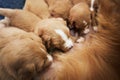 Female dog nursing cute puppies Royalty Free Stock Photo