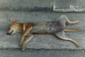 Female dog sleep up side down, spreading legs. Royalty Free Stock Photo