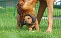 Female dog teaching puppy Royalty Free Stock Photo