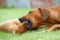 Female dog teaching puppy Royalty Free Stock Photo