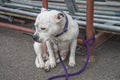 Female dog waiting for her master Royalty Free Stock Photo