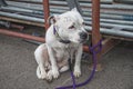 Female dog waiting for her master Royalty Free Stock Photo