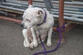 Female dog waiting for her master Royalty Free Stock Photo