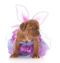 Female dogue de bordeaux puppy Royalty Free Stock Photo