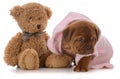 Female dogue de bordeaux puppy Royalty Free Stock Photo