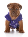 Female dogue de bordeaux puppy Royalty Free Stock Photo