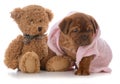 Female dogue de bordeaux puppy Royalty Free Stock Photo