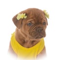 Female dogue de bordeaux puppy Royalty Free Stock Photo