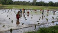 Female doing farming in Nepal`s village.