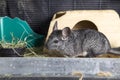 Female domesticated pet Chinchilla in cage