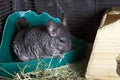 Female domesticated pet Chinchilla in cage