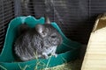 Female domesticated pet Chinchilla in cage