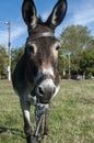 Female donkey closeup