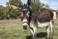 Female donkey closeup
