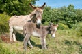 Female of donkey with it's foal