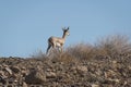 A Female Dorcas Gazelle Posed on a Rocky Hilltop in Israel