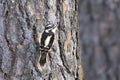 Female downey woodpecker on a tree