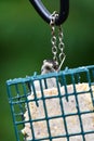 Female Downey Woodpecker on a feeder