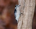 Female Downey woodpecker on a tree trunk