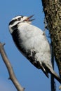 Female Downy Woodpecker