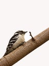 Female Downy Woodpecker