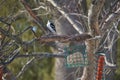 Female Downy Woodpecker at Feeding Station