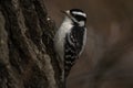 Female Downy Woodpecker