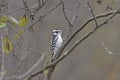 Female Downy Woodpecker in the Forest