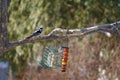 Female Downy Woodpecker at Feeding Station