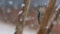 A female Downy Woodpecker on a tree limb in the snow.