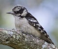 Female Downy Woodpecker