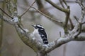 Female downy woodpecker perched on a snowy tree branch Royalty Free Stock Photo