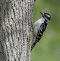 Female Downy Woodpecker