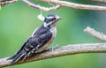 A female downy woodpecker ` Picoides pubescens `.