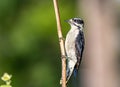 A female downy woodpecker ` Picoides pubescens `.