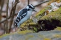 Female Downy woodpecker in search of food in the forest