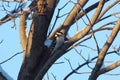 A Female downy woodpecker sitting on a branch of a maplet tree with snow on the branches Royalty Free Stock Photo