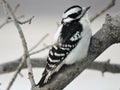 Female Downy Woodpecker sitting on a Branch Royalty Free Stock Photo