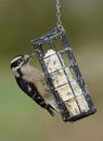 Female Downy Woodpecker