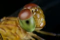 A female dragonffly, Neurothemis fluctuans