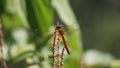 Female of Dragonfly Trithemis aurora