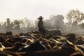 Female drover herding cattle Royalty Free Stock Photo