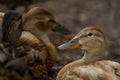 Female Duck.