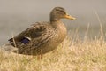 Female Duck Royalty Free Stock Photo