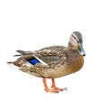 Female duck also called as a hen with brown and blue feathers isolated on white background Royalty Free Stock Photo